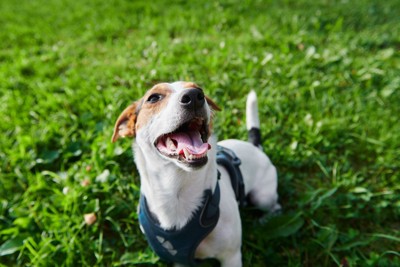 草の上で口を開ける犬
