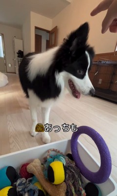 ボールを片付けるサンゴくん6