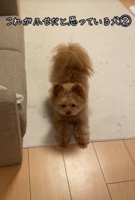 ハッピーちゃんの伏せ5