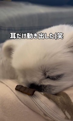 とうふくんの寝起き早食い選手権9