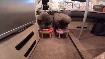 ご飯を食べる犬2匹