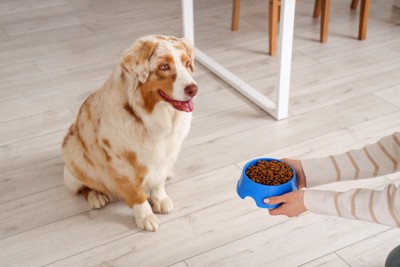 犬にごはんを差し出す