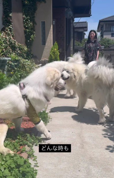 仲間と楽しそうに遊んでいた！