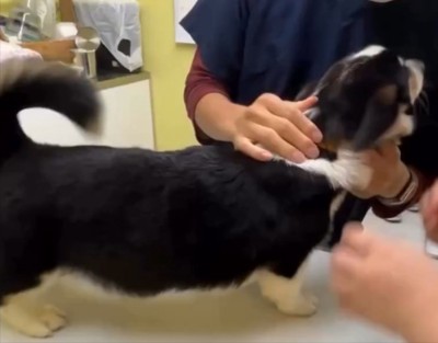 動物病院