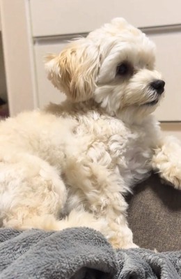 アップのココくん