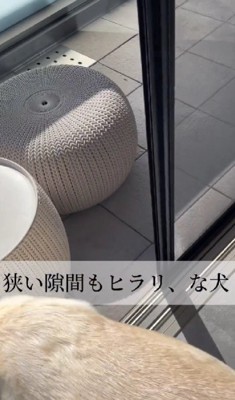 ぬいぐるみを救出したい!