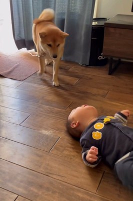 赤ちゃんを見つめながら近づく犬