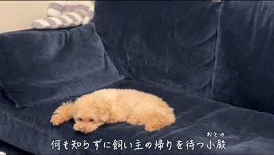 ソファの上に寝そべる犬