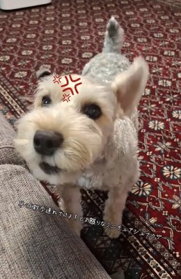 吠えるえびすくん