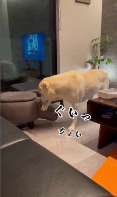 おもちゃを取ってほしそうなきぬちゃん4