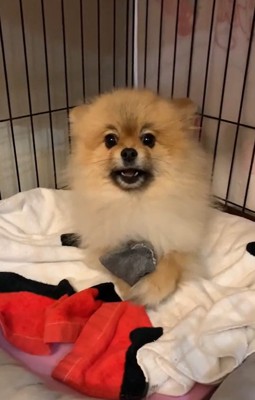 怒るチャックくん