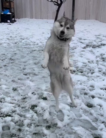 雪遊びを楽しむいちみちゃん