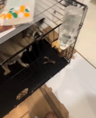 ケージの中にあった皿を咥える犬