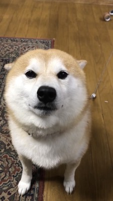 期待の目を向ける犬