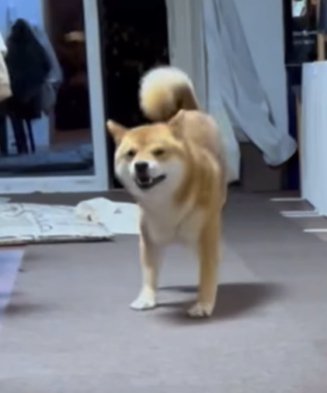 嬉しそうに走り寄ってくる柴犬