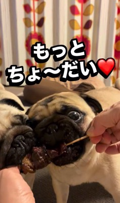 やきとりを食べる小型犬たち