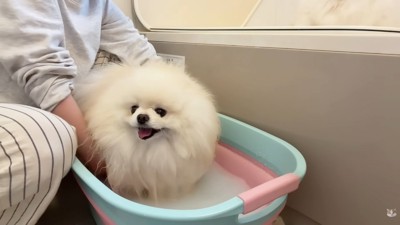 お風呂に入るポテチくん