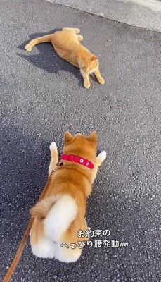 猫の前に伏せる犬