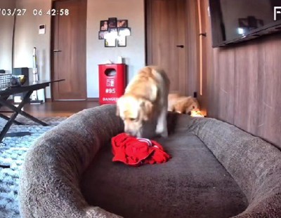 ニオイを確認するレイスちゃん