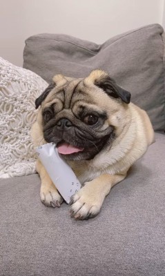 トイレットペーパーの芯を齧る春太くん8