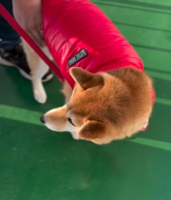 辺りを見回す犬