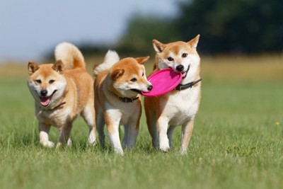 柴犬3匹