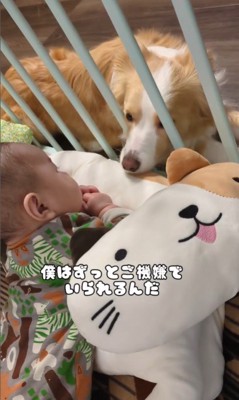 赤ちゃんを見守るアグちゃんとパーちゃん2