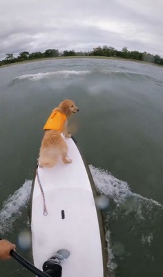 サップを楽しむ大型犬と飼い主