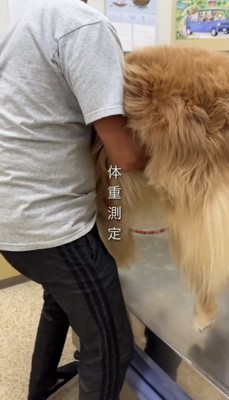 診察台で支えられる犬