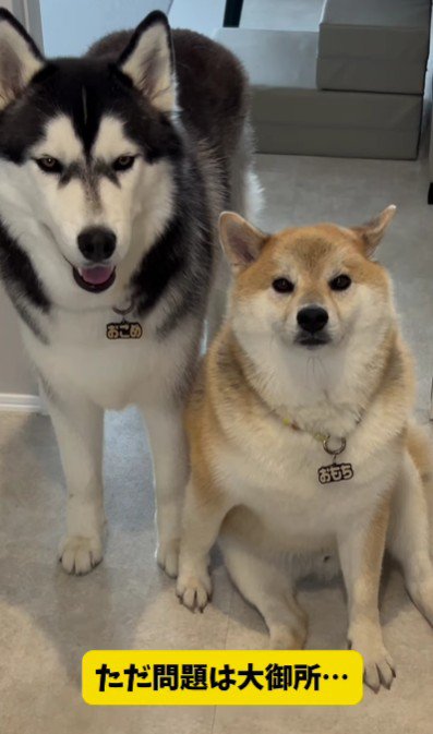 ぽっちゃり体型のおもちちゃんは?