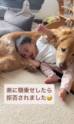 ラジャーくんが息子くんにあご乗せしてみたら5