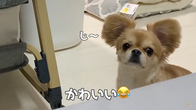 ハナちゃんのあやし方5