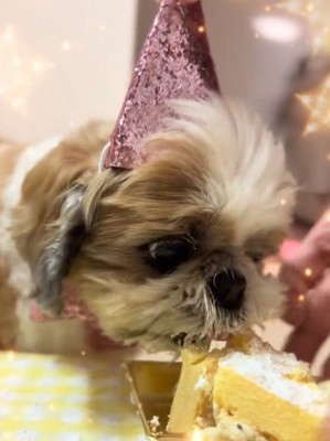 ケーキを食べるぽてりちゃん