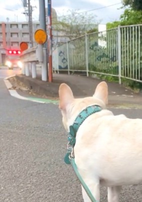 犬の方へ走ってくる消防車