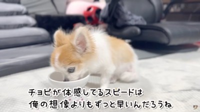 犬時間の速さを実感する