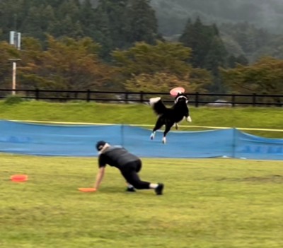 高く飛び上がってフリスビーを追う犬