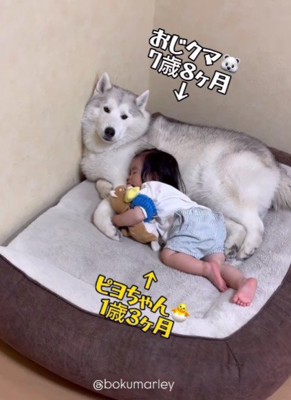 おじクマちゃんを枕に…