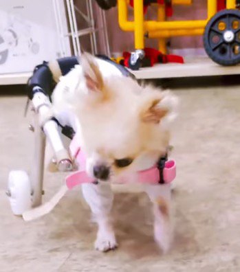 車椅子に乗って店内を歩き回る犬