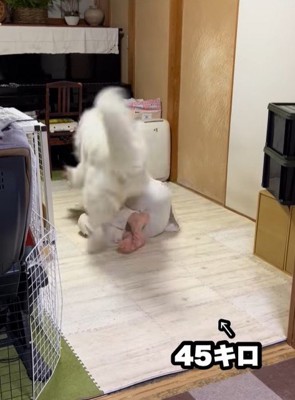 ドレミちゃんの成長⑩