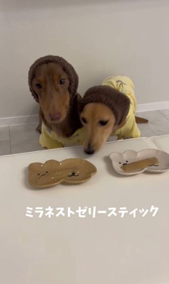 くく君＆よよ君のおやつタイム2