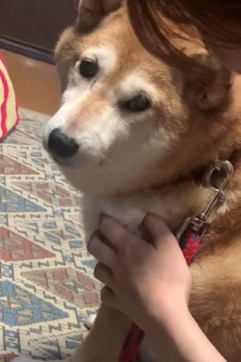 「歩くのが面倒なんだ…」