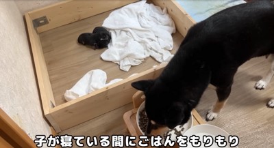 ご飯を食べる柴犬