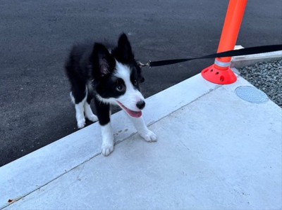 ボーダーコリー