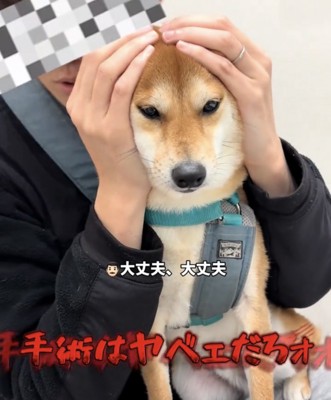 抱えられて正面を見る犬