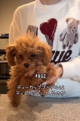 抱っこされる子犬