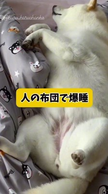 お腹を出して横になる犬