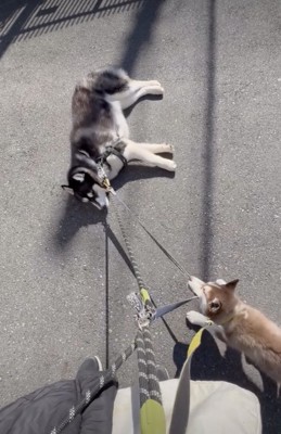 絶賛散歩拒否中。