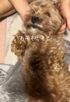 目をつむる犬1