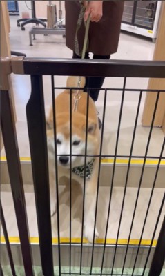 サロンに預けられる豆助座衛門くん4