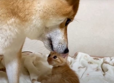 柴犬を下から見つめる子猫4:14